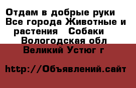 Отдам в добрые руки  - Все города Животные и растения » Собаки   . Вологодская обл.,Великий Устюг г.